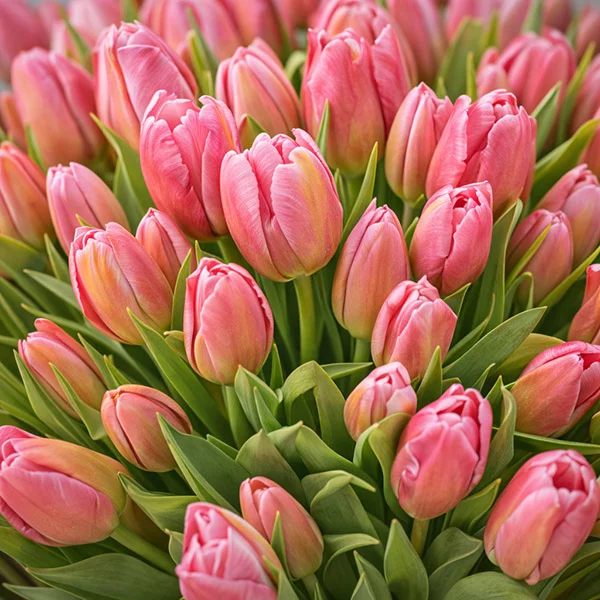 101 розовый тюльпан